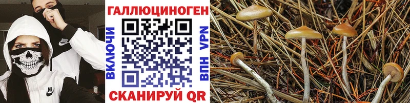 Галлюциногенные грибы MAGIC MUSHROOMS  купить наркотик  Биробиджан 